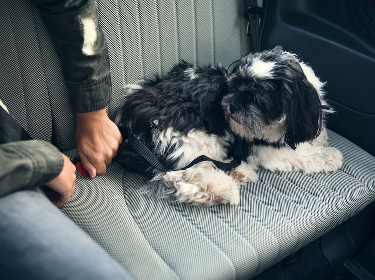 Hund sidder på et sæde i en bil.