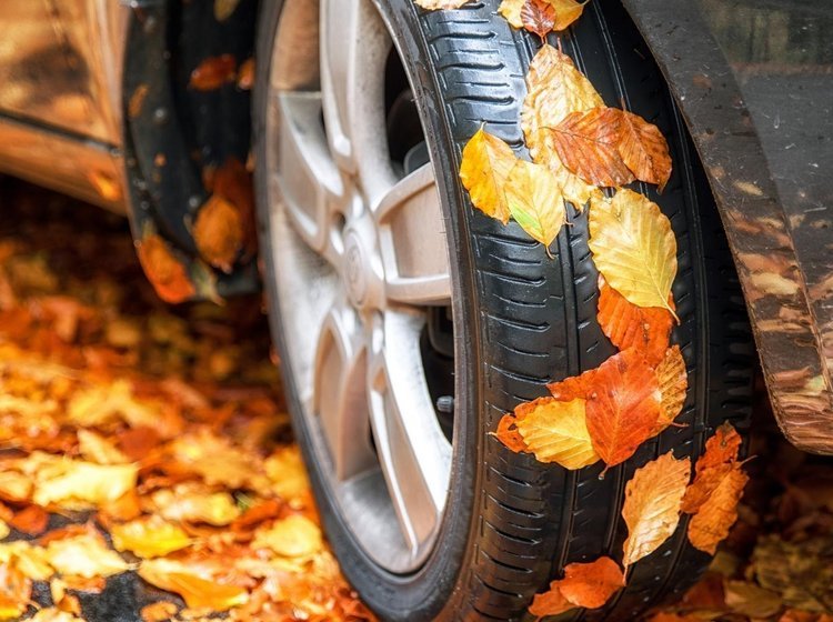 Bildæk og efterårsblade